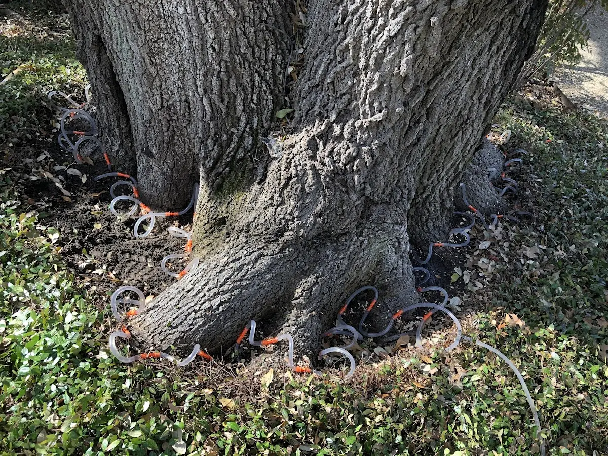 Detailed Tree Cabling and Bracing job site in Newberry